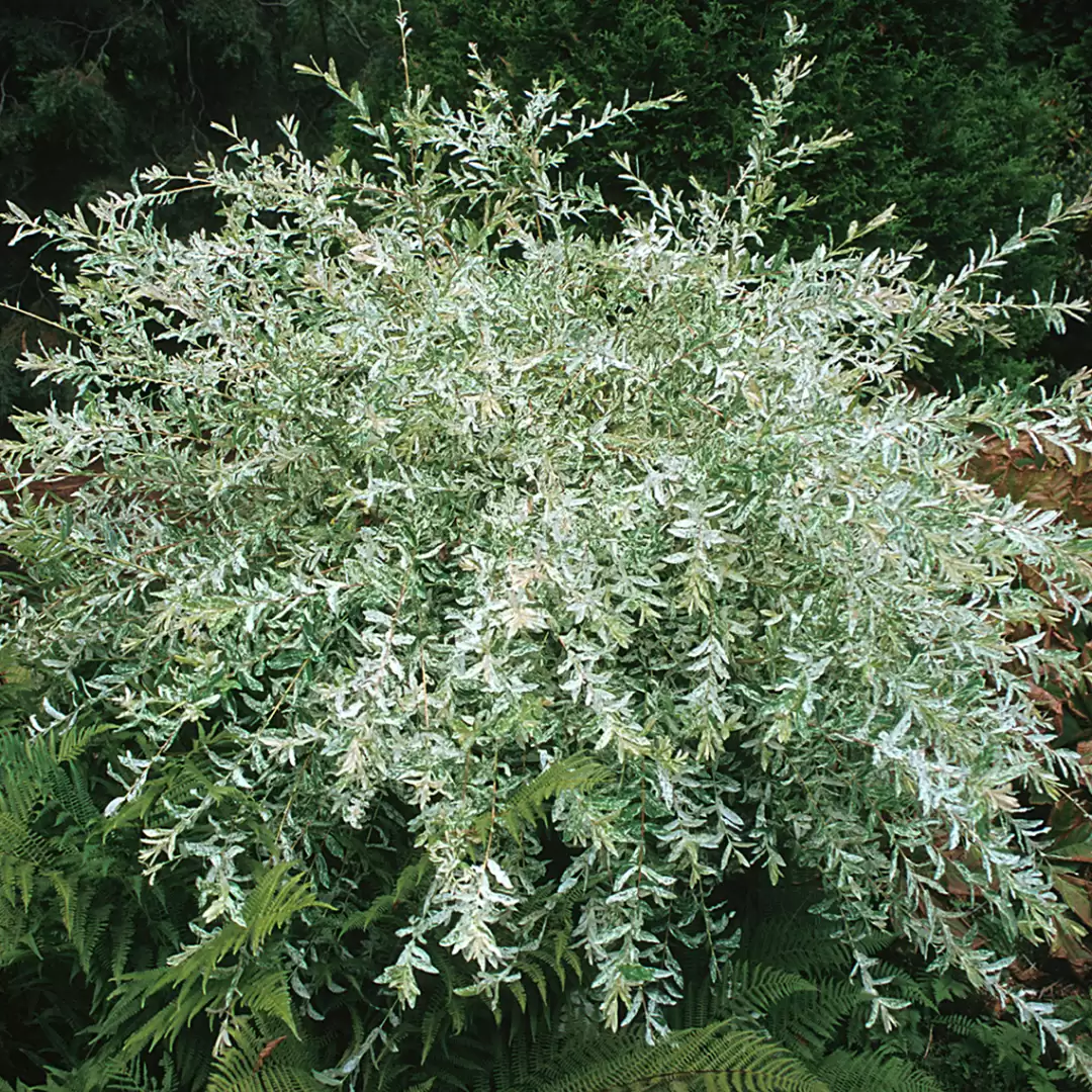 Hakuro Nishiki dappled willow's green and white foliage